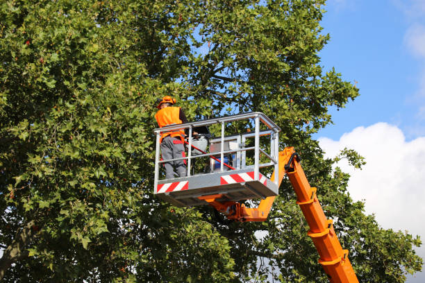 Best Tree Care Services  in Thoreau, NM